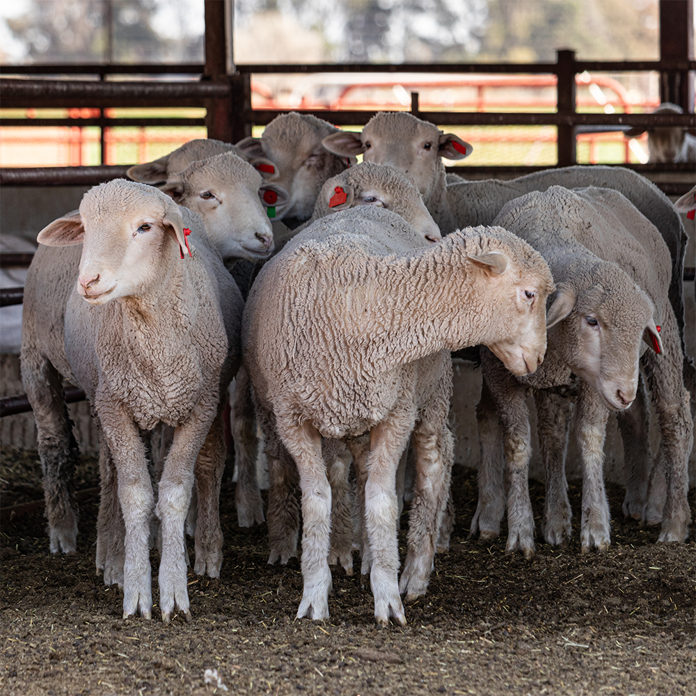 Small Sheep Feedlot Layout